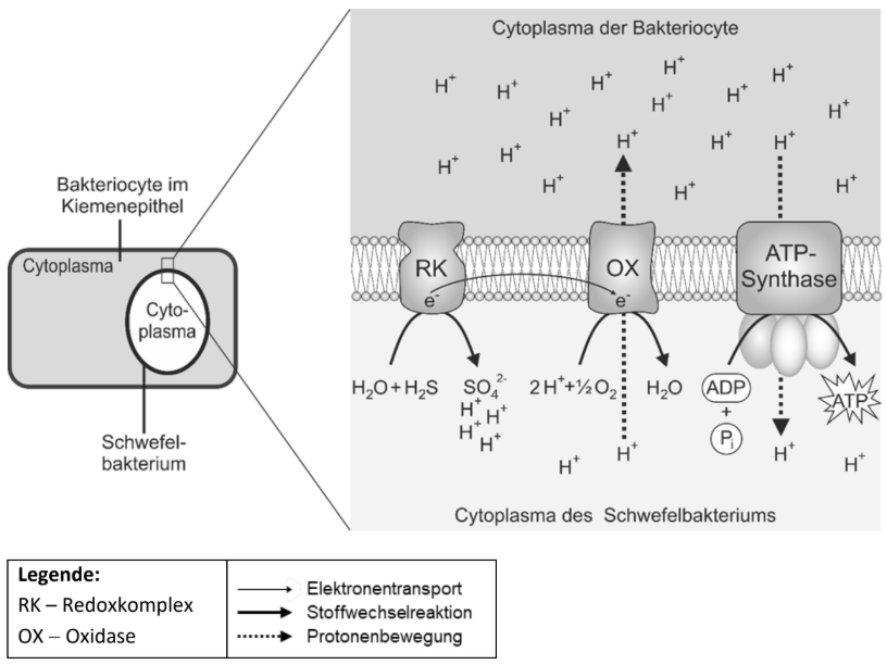Schematische Darstellung der Schwefeloxidation und ATP-Synthese in einem Schwefelbakterium.